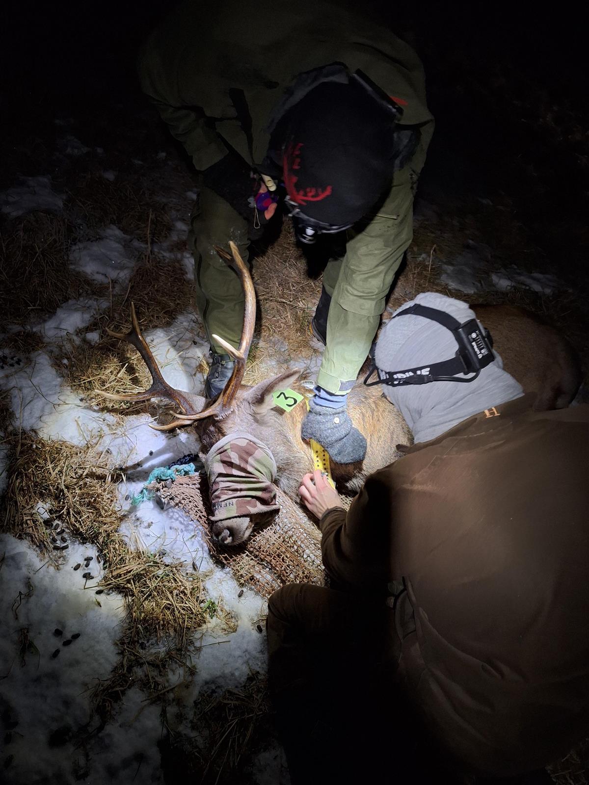 merking av en hjort. - Klikk for stort bilde