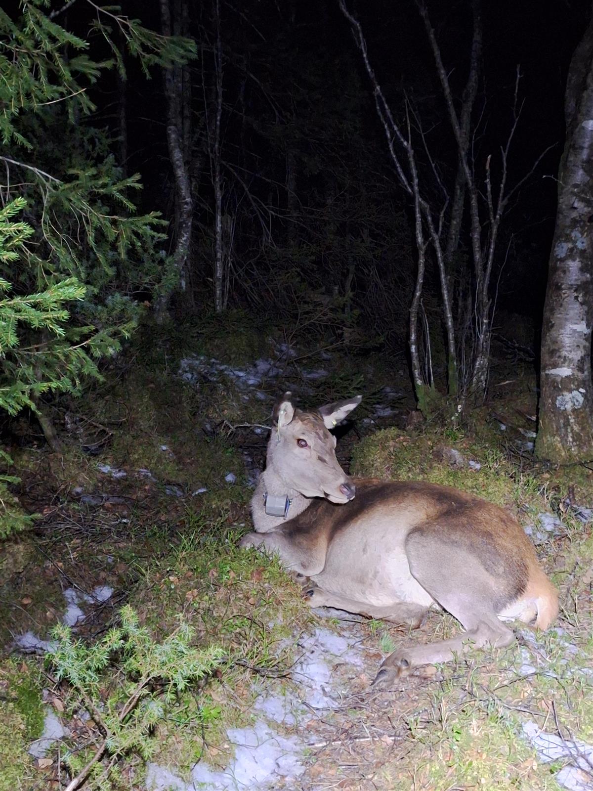 en liggende hjort med gps-sender rundt halsen. - Klikk for stort bilde
