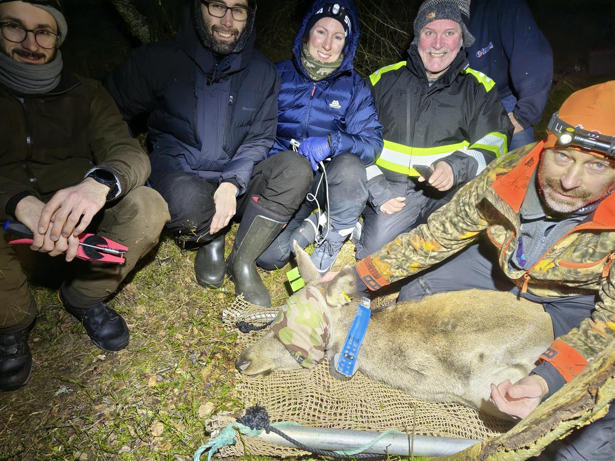 arbeidslaget som har merket en hjort, som ligger foran dem. - Klikk for stort bilde